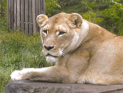 Hot Rock Haven intro